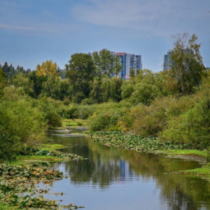 image of mercer slough near bellevue wa